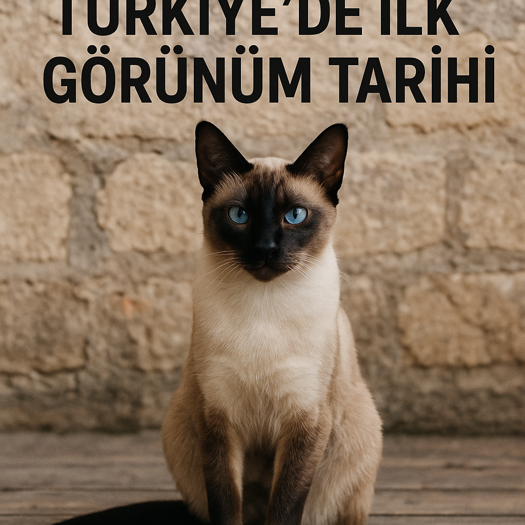 Siyam Kedileri: Türkiye’de İlk Görünüm Tarihi